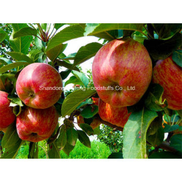 Fresh Red Star Apple para exportar